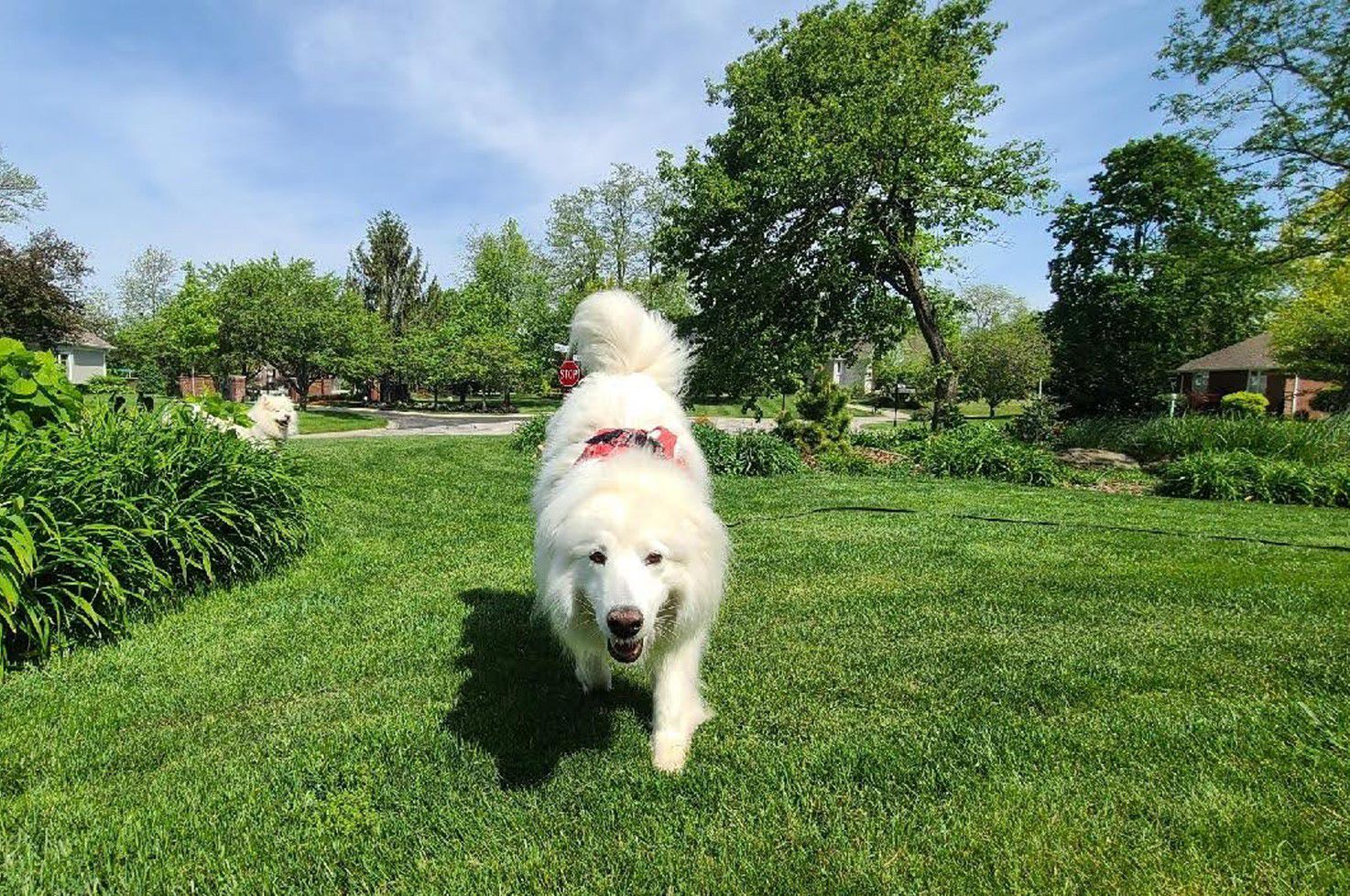 samoyed tesla